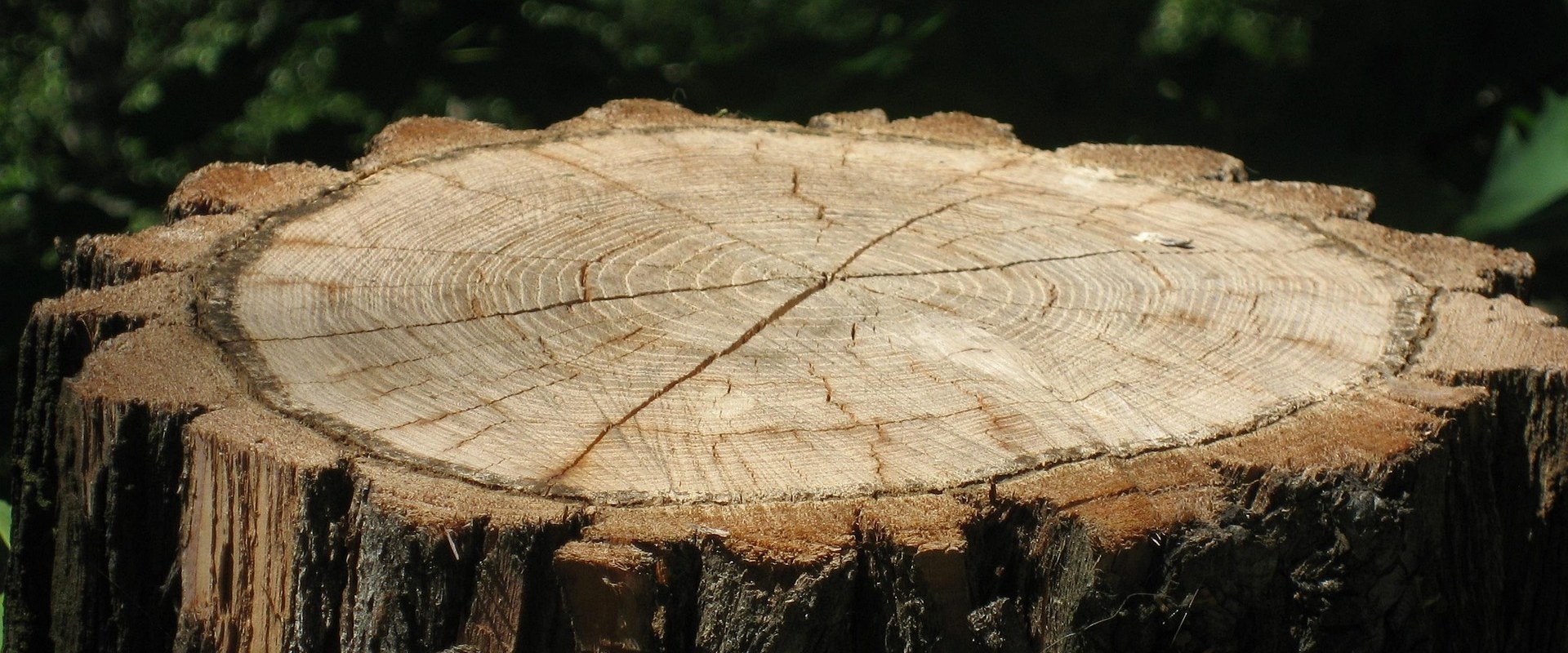 Optimize Your Landscape with Professional Stump Grinding