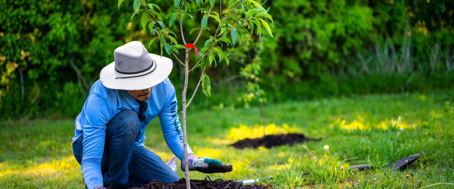 How a Tree Library Improves Landscape Planning and Tree Care in Maysville, WV