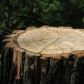 Optimize Your Landscape with Professional Stump Grinding