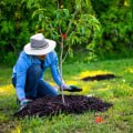 How a Tree Library Improves Landscape Planning and Tree Care in Maysville, WV