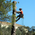 Tree Care Services in Columbia, MO for Landscapes Shaped by Landscape Contractors
