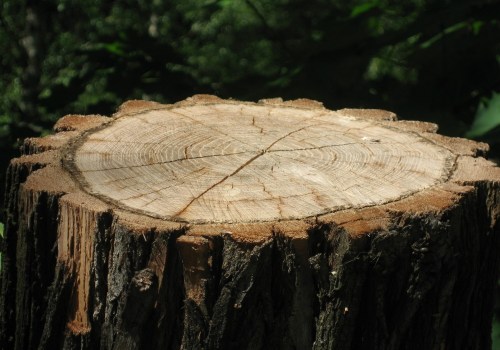 Optimize Your Landscape with Professional Stump Grinding
