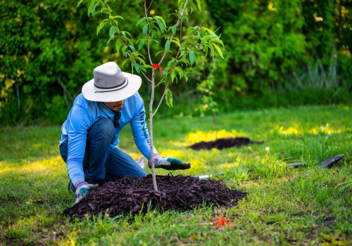 How a Tree Library Improves Landscape Planning and Tree Care in Maysville, WV