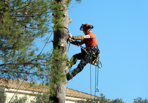 Tree Care Services in Columbia, MO for Landscapes Shaped by Landscape Contractors